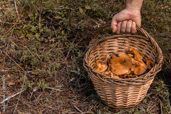 Fototapeta Autumn background of a man hand with a wicker basket full of fresh mushrooms of the forest.