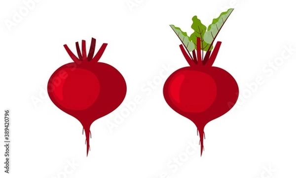 Obraz Set of red color root vegetable with green leaves. Beetroot illustration