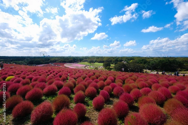 Obraz 	茨城県ひたちなか市の公園のコキア