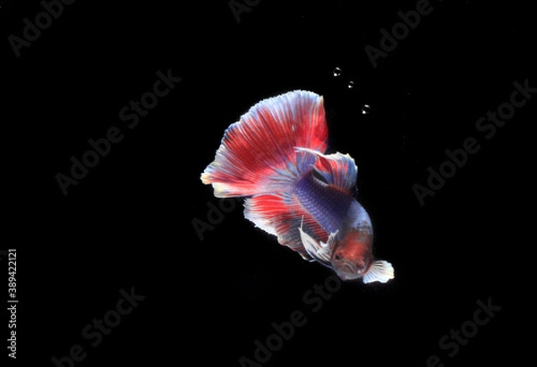 Fototapeta Beautiful Half Moon Betta fish, at Black background
