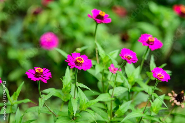 Fototapeta Close up of many beautiful large pink magenta zinnia flowers in full bloom on blurred green background, photographed with soft focus in a garden in a sunny summer day.