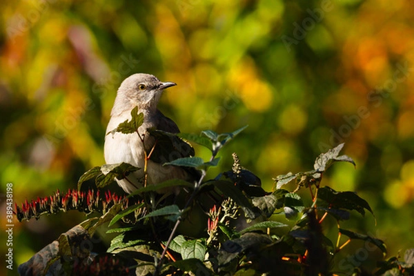 Obraz Mockingbird in Colors