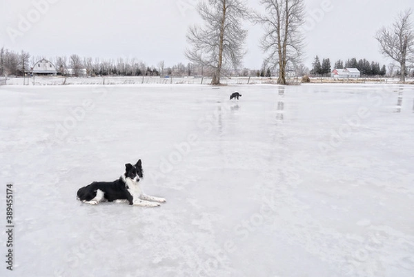 Obraz Sigi on Ice Field.
