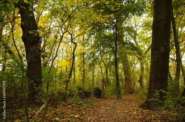 Fototapeta morning in the forest