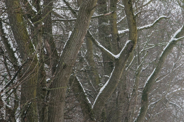 Obraz snow covered trees