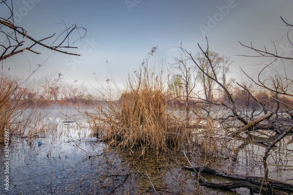 Obraz tree in the water