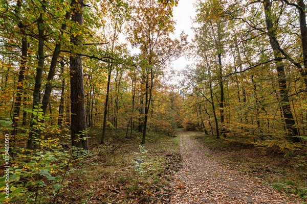 Fototapeta Herbst, Wald, Baum