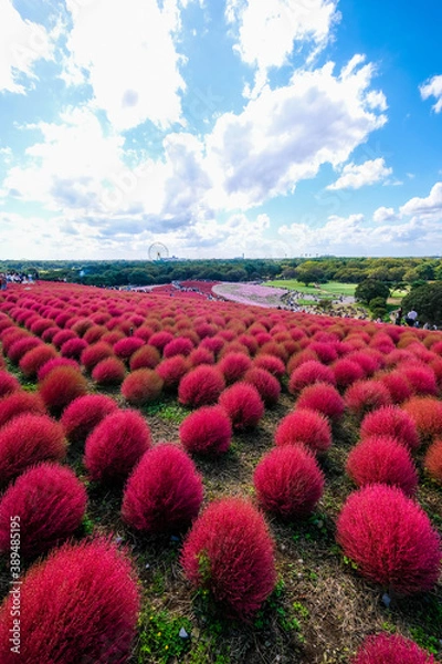 Obraz 	茨城県ひたちなか市の公園のコキア