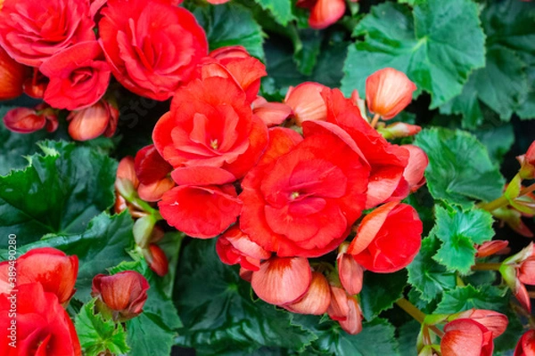 Obraz Large red flowers of begonia on a background of green leaves close-up.