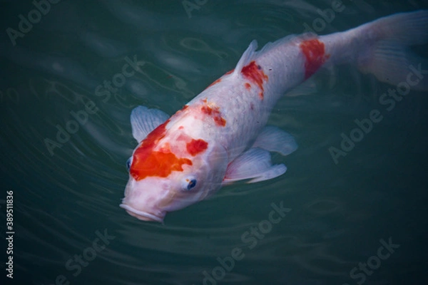 Obraz koi fish