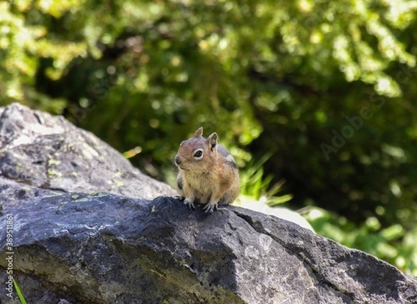 Fototapeta chipmunk on rock