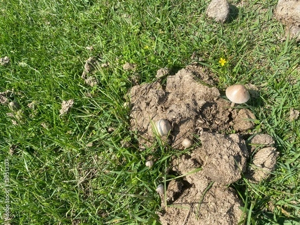 Obraz 馬糞茸（マグソタケ）