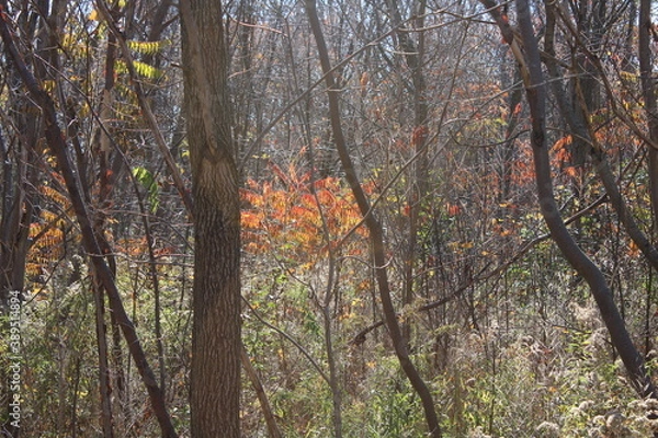 Obraz autumn in the forest
