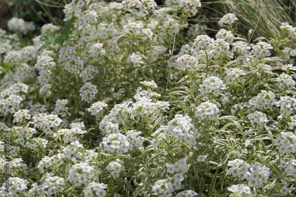 Fototapeta スーパーアリッサム