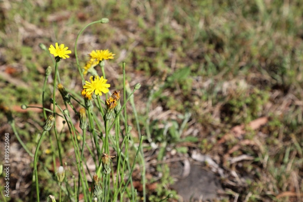 Fototapeta Closeup of delicate dandelion flowers and seeds with native bees collecting pollen
