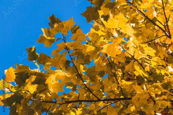 Obraz 葉が黄色く染まったユリノキ