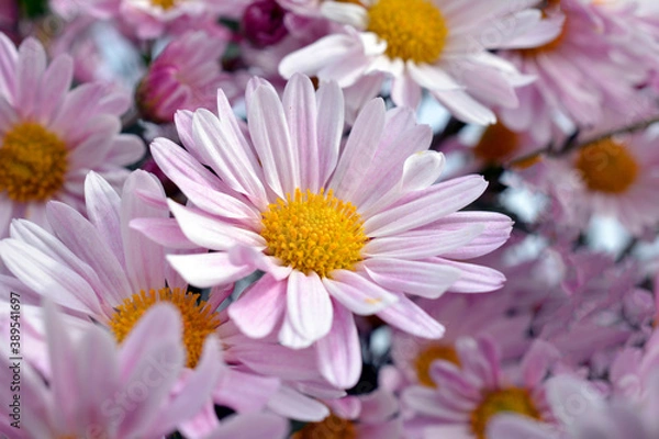 Fototapeta 満開の小菊、ピンクの花、秋の花、花畑、花イメージ素材