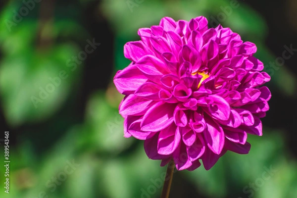 Obraz ダリアの花