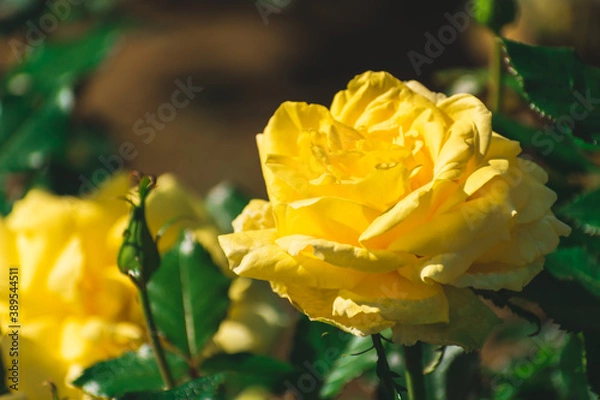 Fototapeta 秋の薔薇