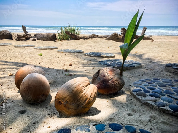 Obraz coconut on the beach, burgeon sprout, young shoots on the beach, shadows and path walk on the sand, sea and waves, good weather, tropical holidays, paradise island, wood trunks, relax and chill