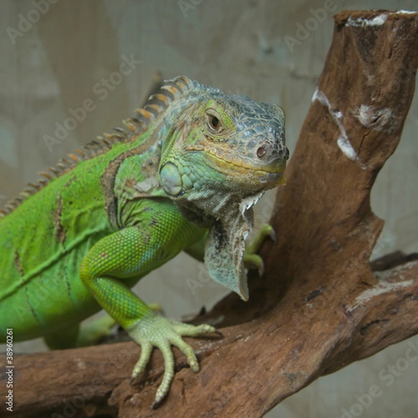 Obraz Green iguana