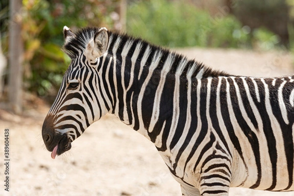 Fototapeta young zebra in a corral of a farm