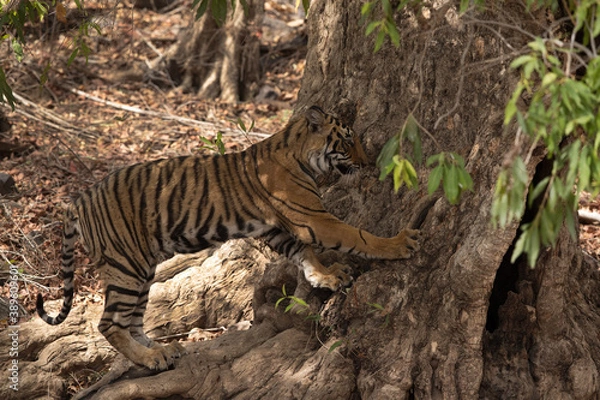 Fototapeta Tiger cub scratching a tree, Ranthambore Tiger Reserve