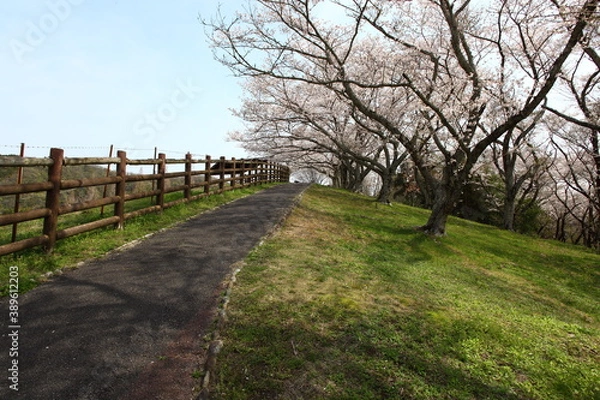 Fototapeta 牧場の道と桜