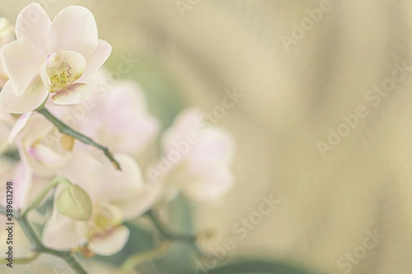 Obraz Orchid, Orchideenblüten