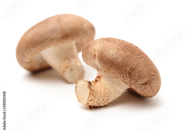 Fototapeta Shiitake mushroom on the White background 