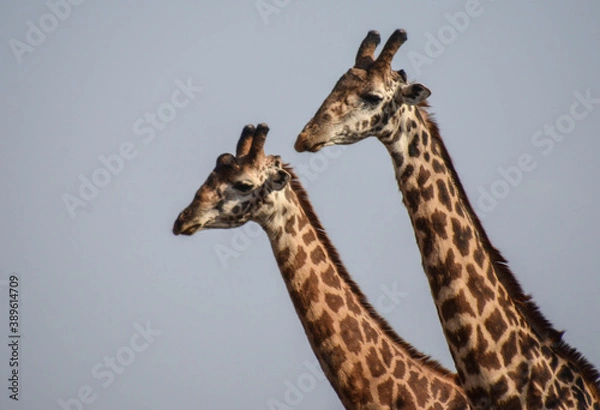 Obraz Giraffenköpfe