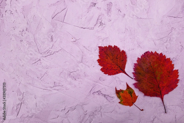 Obraz Autumn yellow leaves on a homemade background of light purple plaster. The view from the top. Natural light. Horizontal format. Space for ad text