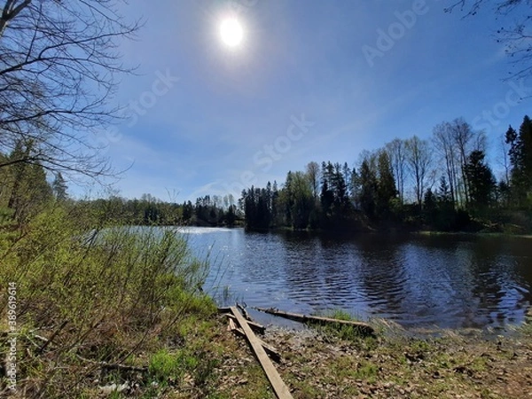 Obraz lake in the forest