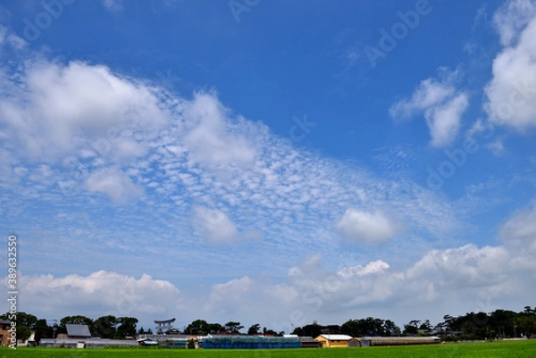 Fototapeta 緑鮮やかな田んぼと青空と鱗雲