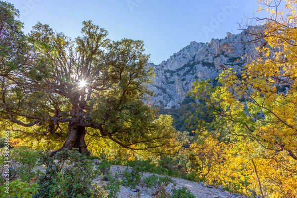 Fototapeta Colors of autumn scene, rays of light through tree in a mountain landscape, Sardegna canyon Gorroppu