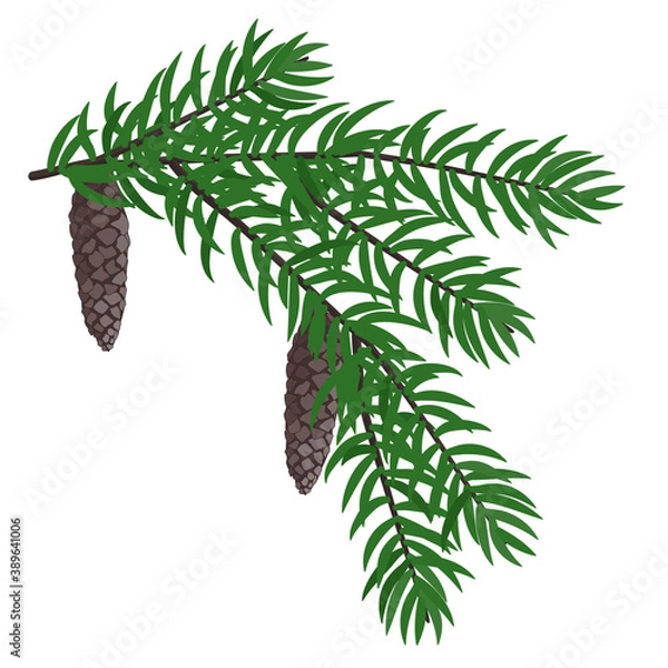 Fototapeta Vector illustration with a pine branch and two pinecones 