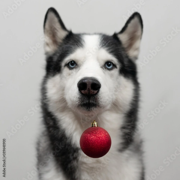 Fototapeta Portrait of Siberian Husky dog with red Christmas ball. Merry Christmas and Happy New Year