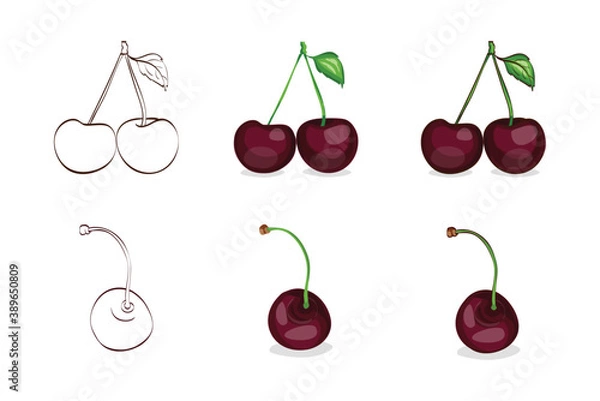 Obraz Vector illustration, color sketch of black cherries with leaves