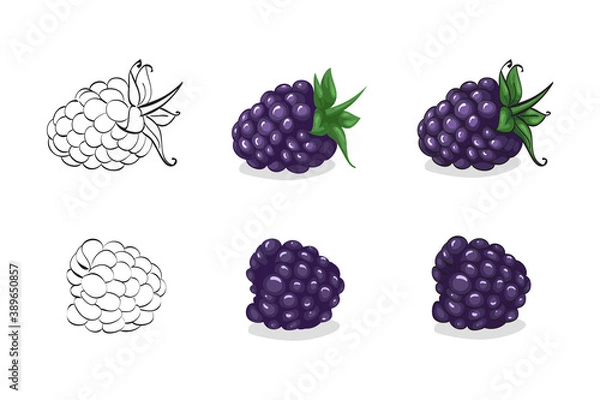 Obraz Vector illustration, color sketch of blackberry with leaves