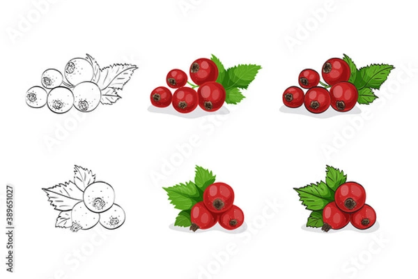 Fototapeta Vector illustration, color sketch of red currant berries with leaves