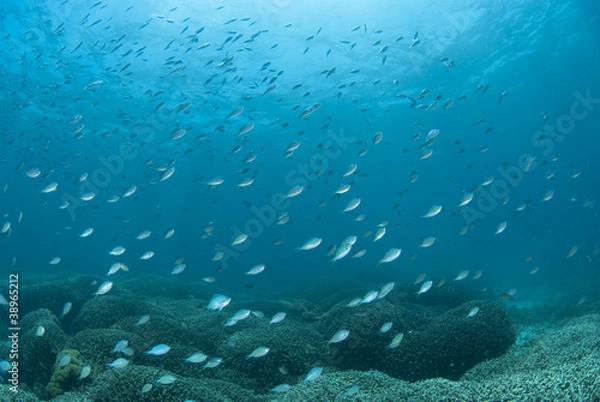 Fototapeta 海底に舞うデバスズメダイの群れ