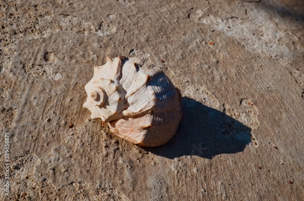 Fototapeta mollusk sink on a concrete surface