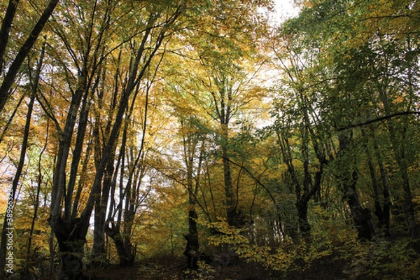 Fototapeta Autumn forest. Yellow leaves on trees. 