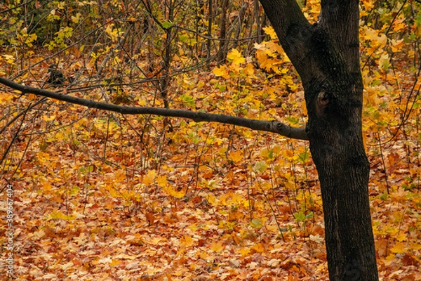 Fototapeta Autumn forest park after the rain is strewn with fallen yellow and orange leaves of trees