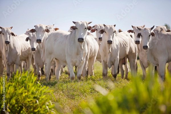 Obraz Nellore cattle grazing in the field at sunset, Mato Grosso do Sul, Brazil