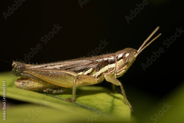 Obraz The little grasshopper.