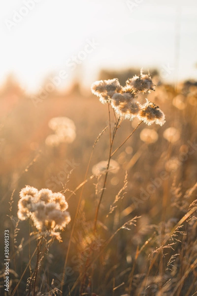 Fototapeta Field landscape in soft rays of sun. Wild flowers are backlit by sunset or sunrise. Warm season or relaxation in nature concept.