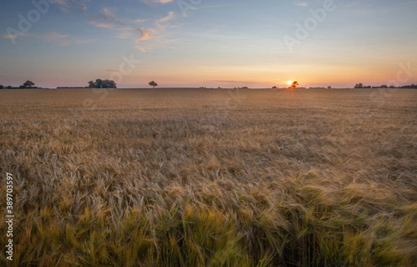 Obraz sunset in the field