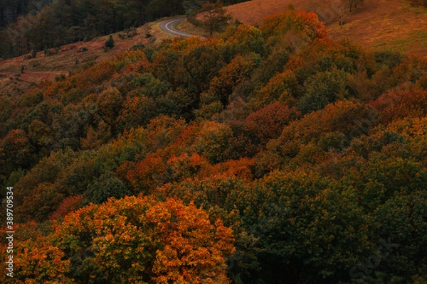 Fototapeta View over basque forest with autumn colors at Aiako Harriak natural park.