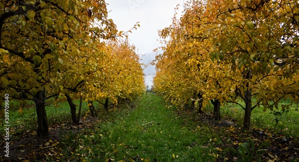 Fototapeta Apple trees